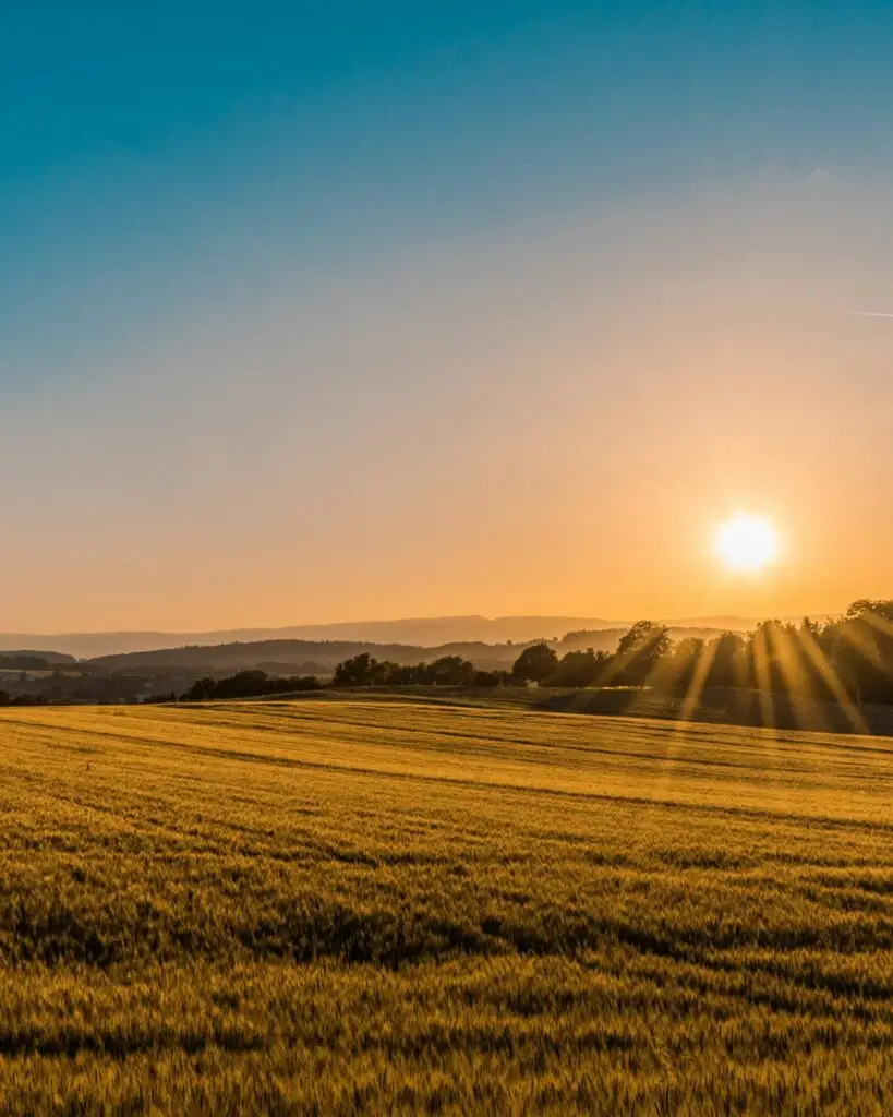 Champs agricoles à l’horizon dans la plaine de la Pévèle, ciel bleu de fin d’été